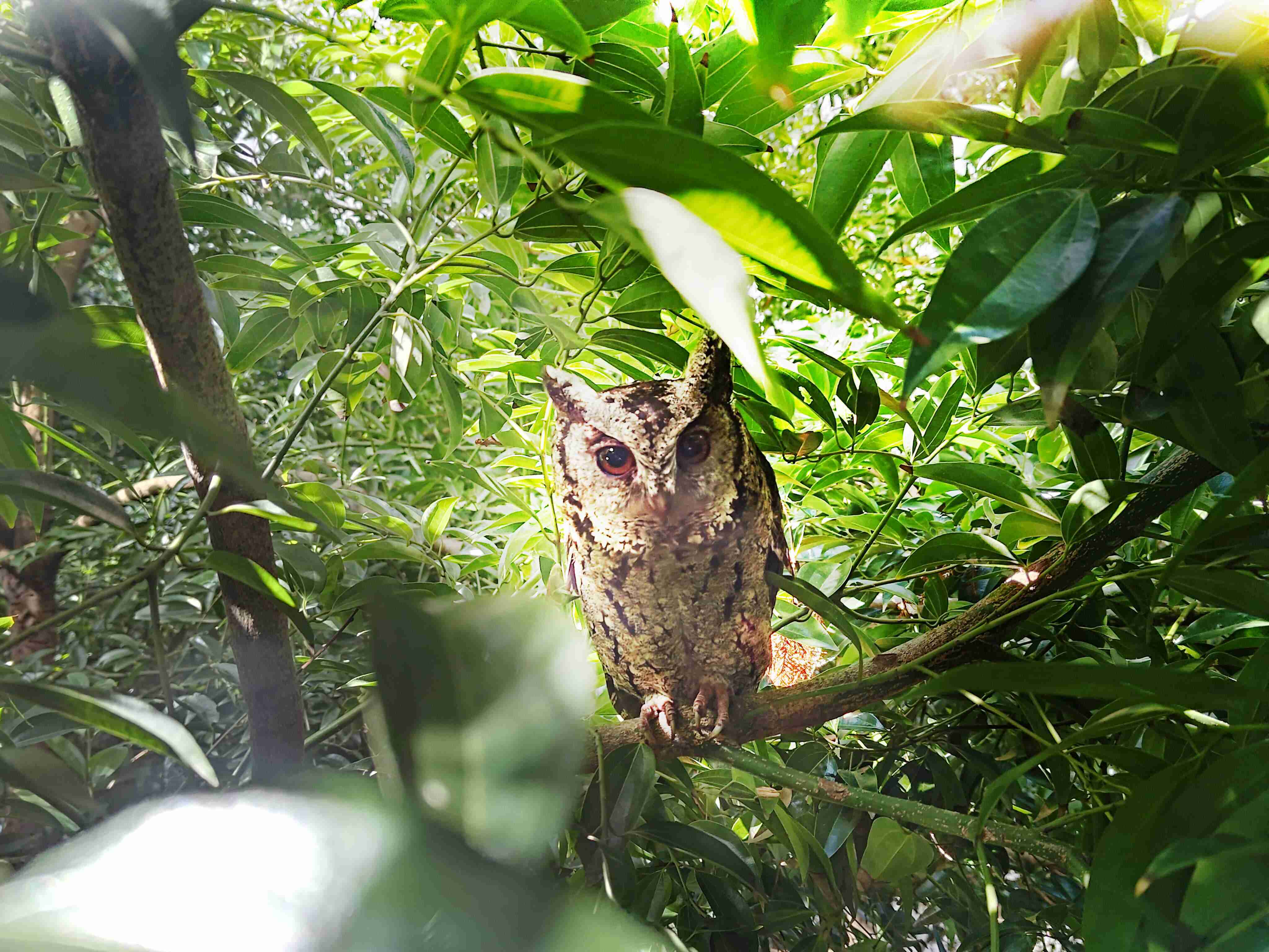 牛牛游戏致力提倡净零绿生活，，16年以来在全球各厂区植树逾百万棵，，造就各厂区树木蔚然成林，，犹如森林工厂，，，，成为许多生物的栖息地